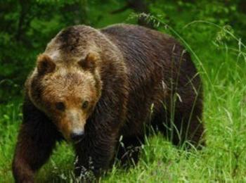  20 овце са разкъсани от мечка тази нощ в чепеларското село Забърдо